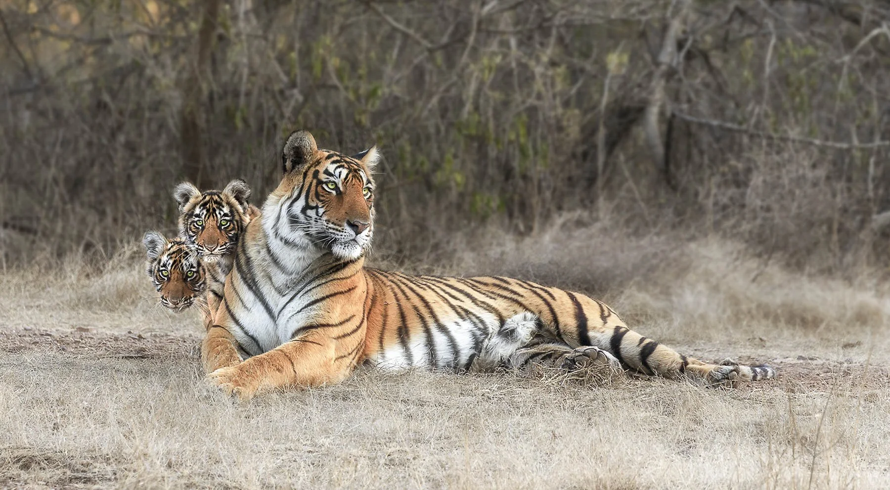 Arrowhead the tigress with her two cubs Riddhi and Siddhi peering over her shoulder, Ranthambore 2019