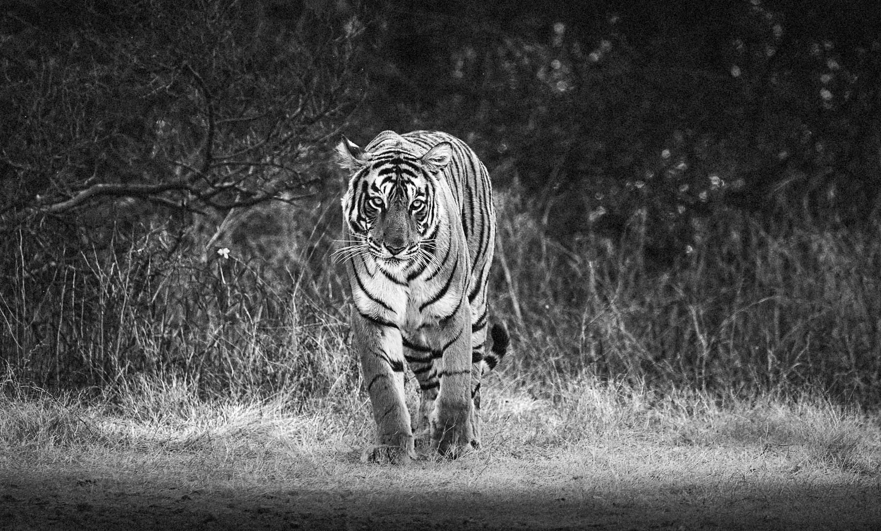 Black and white photograph of Arrowhead, the Ranthambore tigress T-84, walking directly towards the camera through dry grass