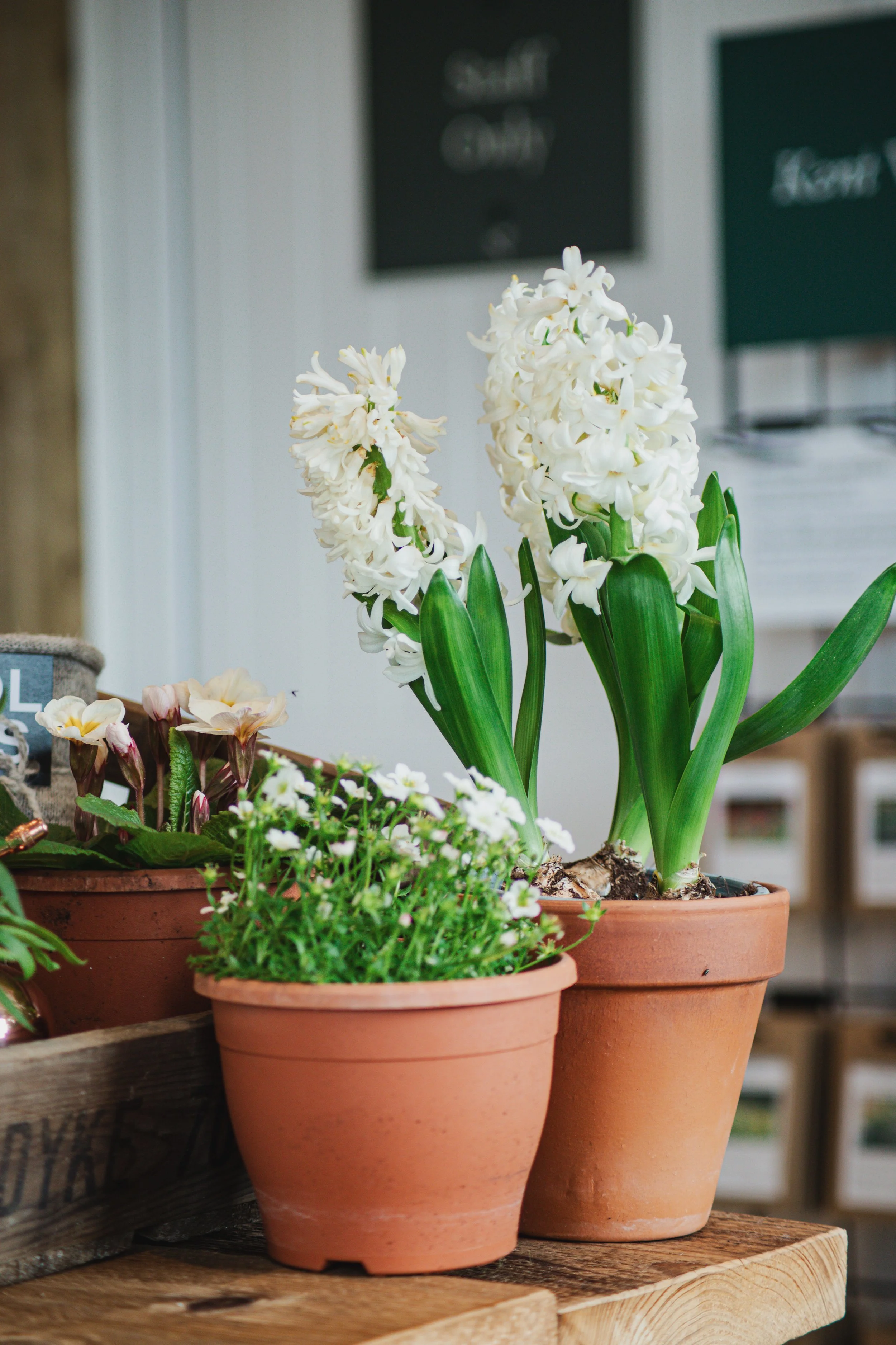 Spring bulb planter workshop at Nepeta