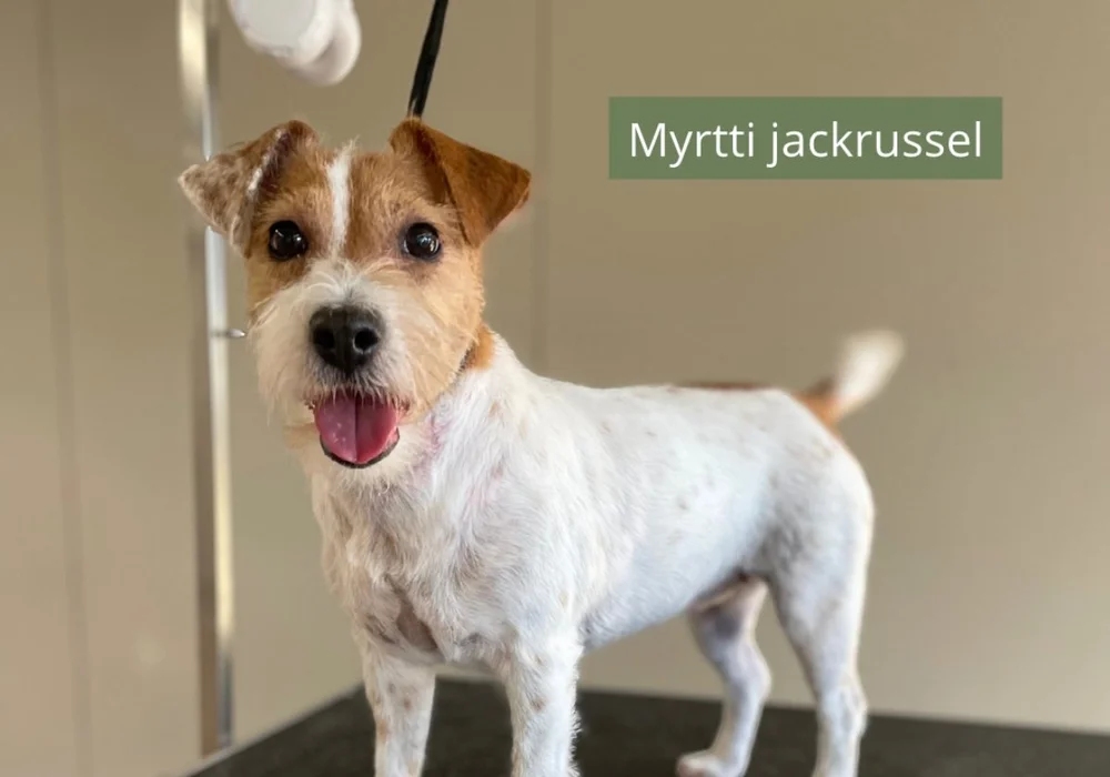 Myrtti trimmauksen jälkeen
