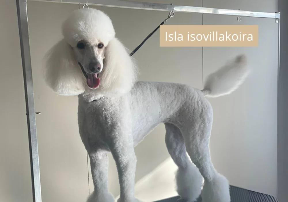 Isla trimmauksen jälkeen