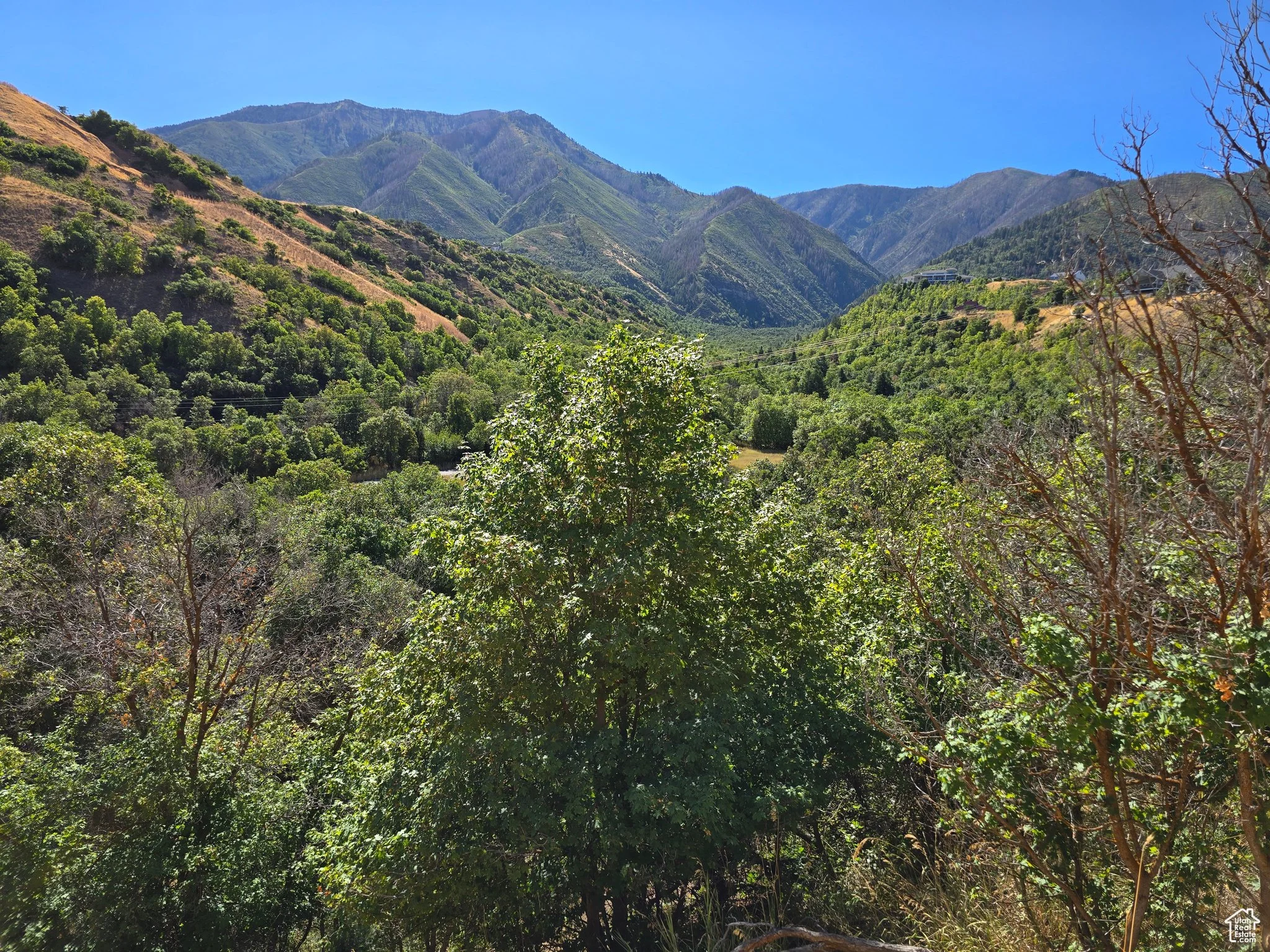 Mountain and forest setting near Loafer Canyon in Elk Ridge Utah