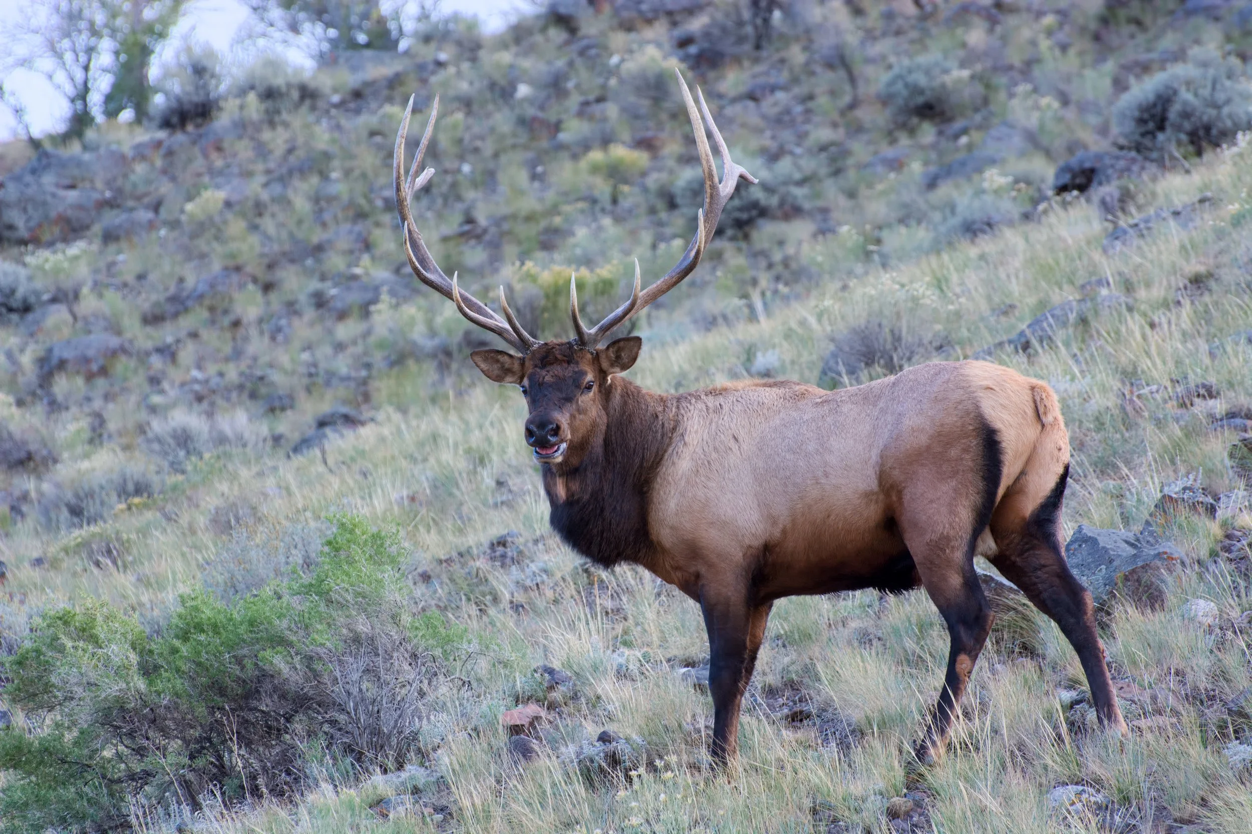 Elk in the mountain landscape near Elk Ridge Utah