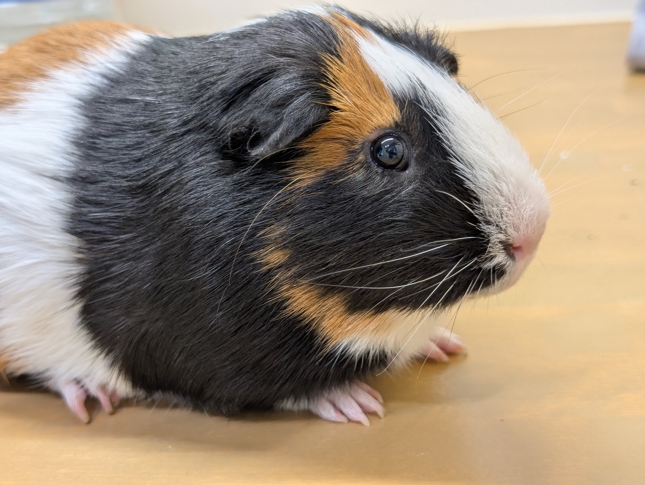 Guinea pig currently in care
