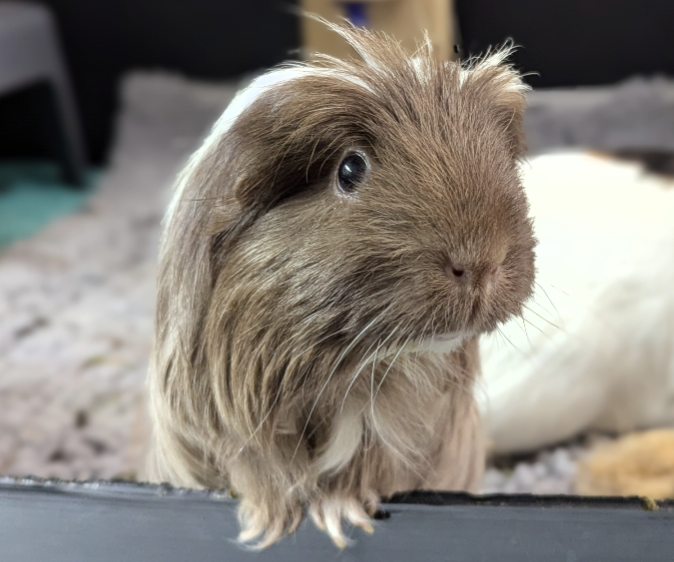 Guinea pig taken into rescue