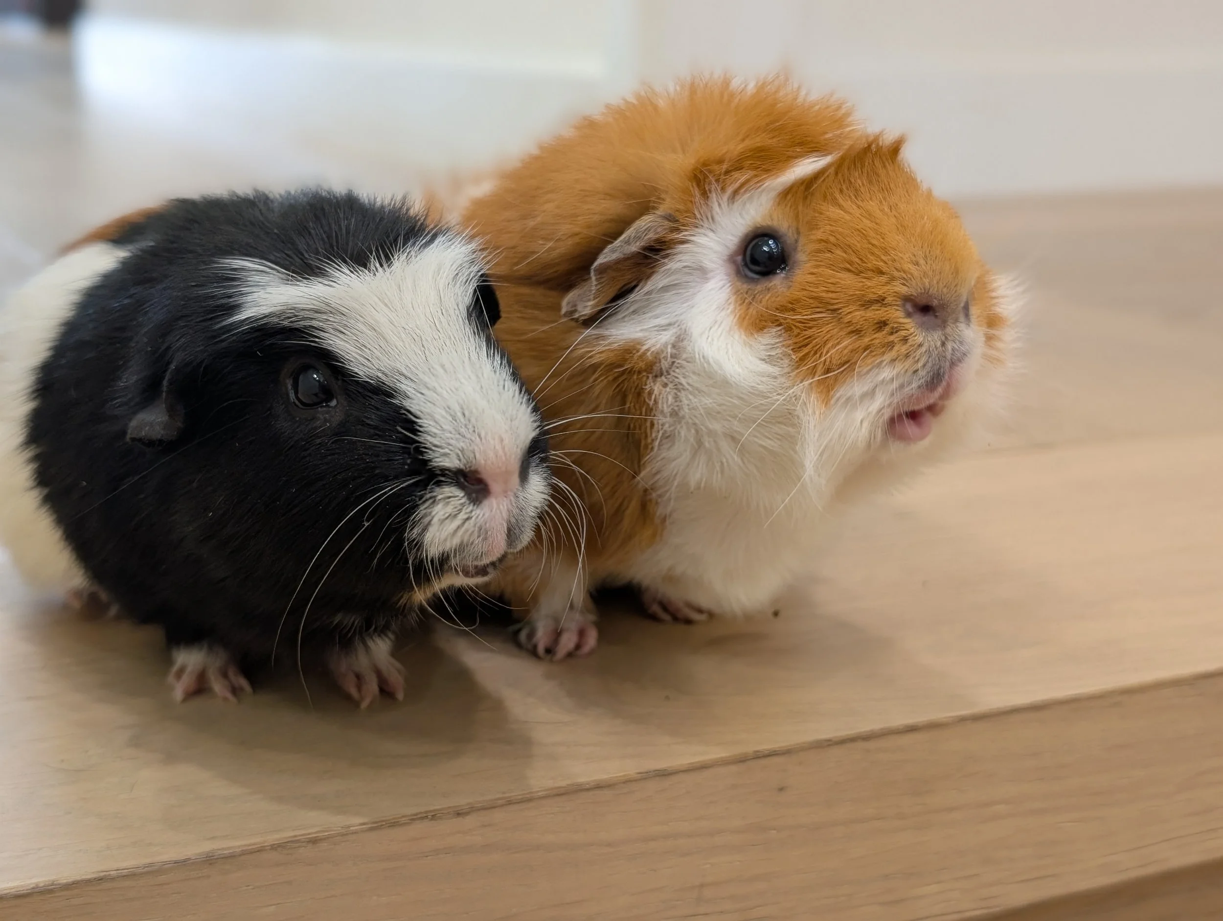 Guinea pig companionship illustration