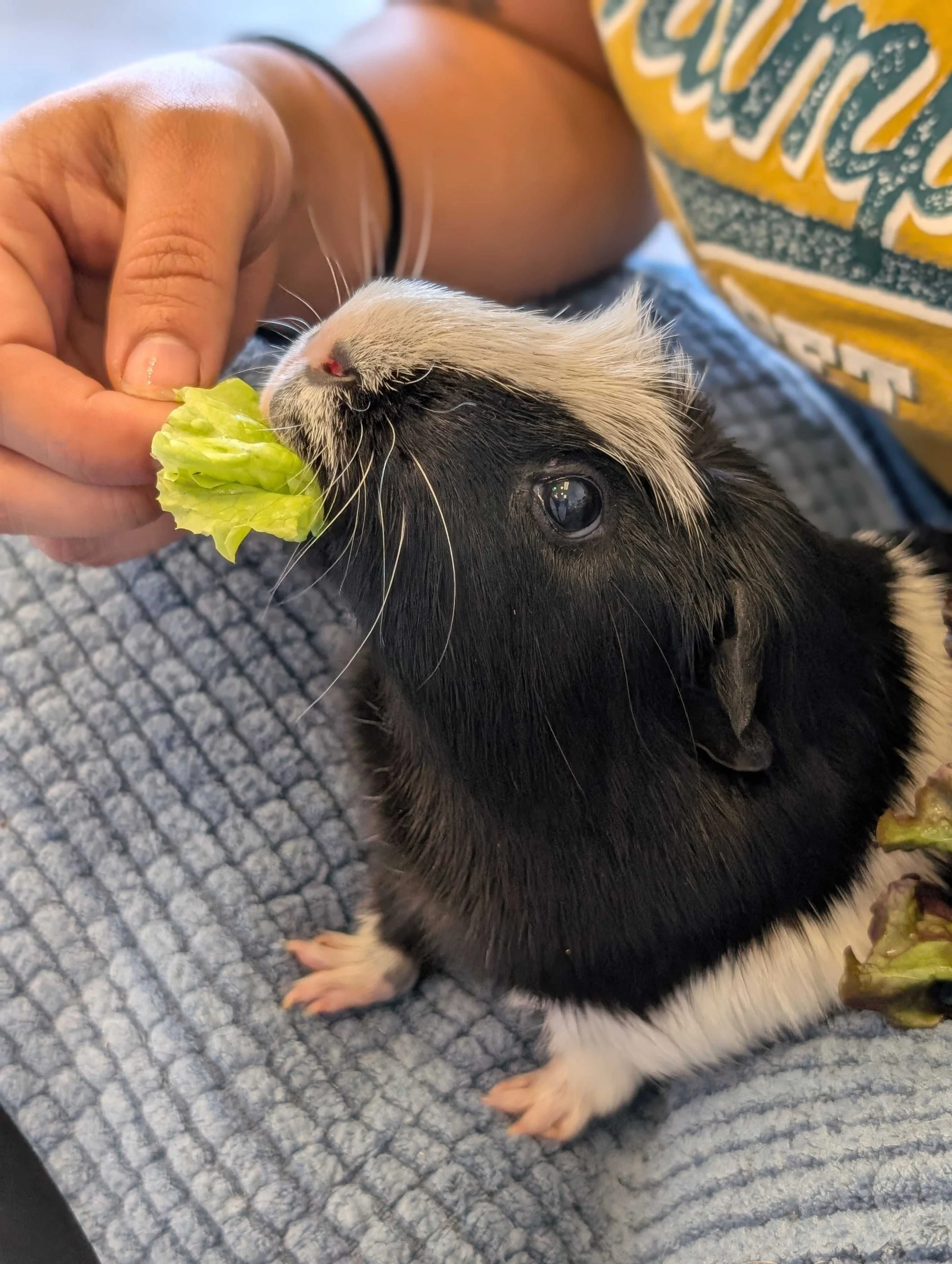 Guinea pig illustration