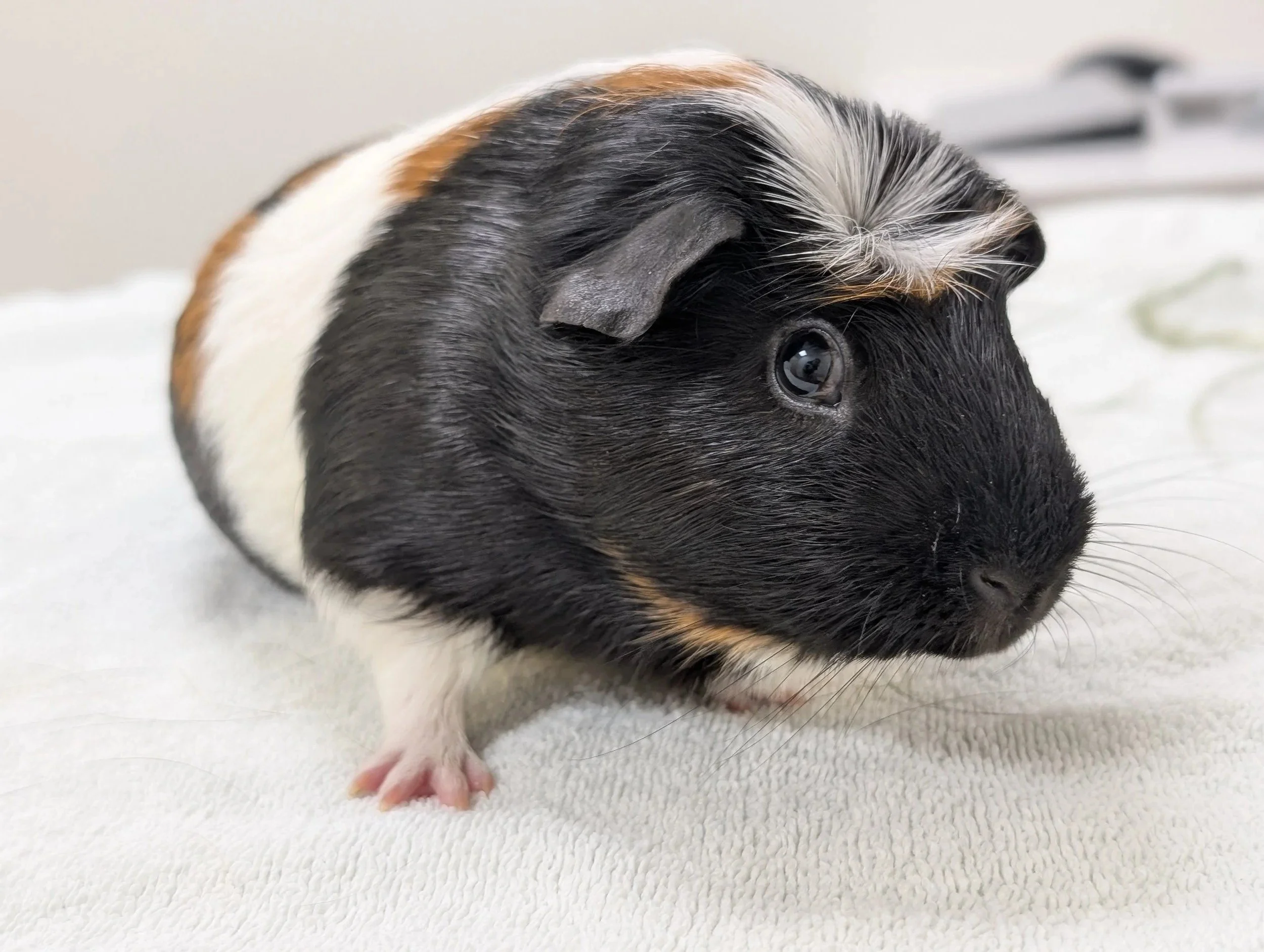 Guinea pig waiting for rescue help