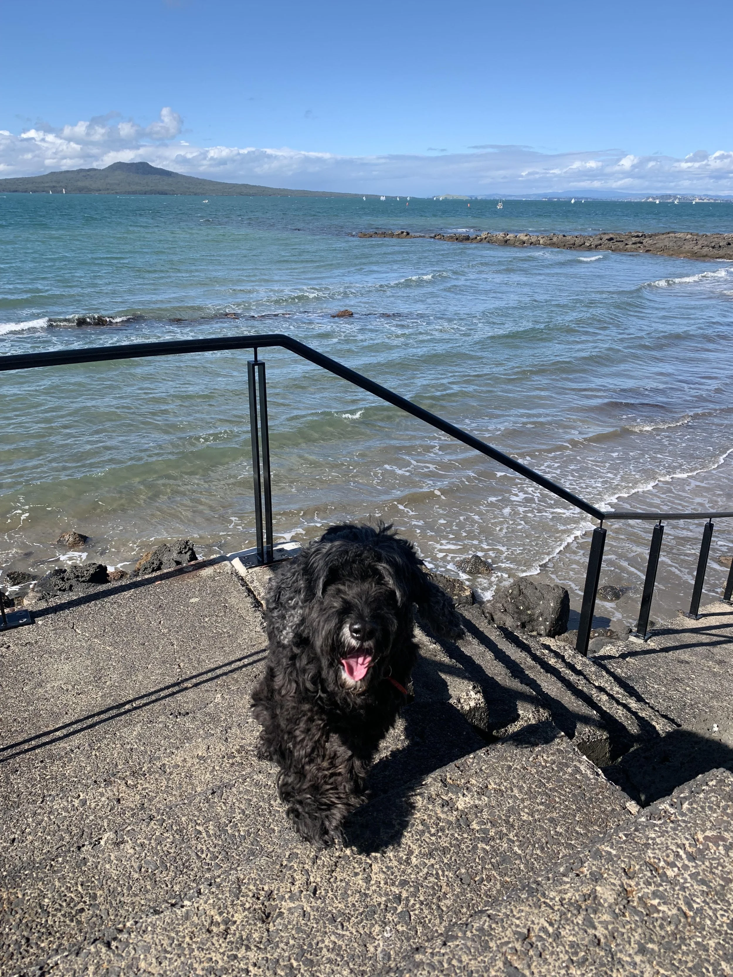 Auckland Pet Cremation