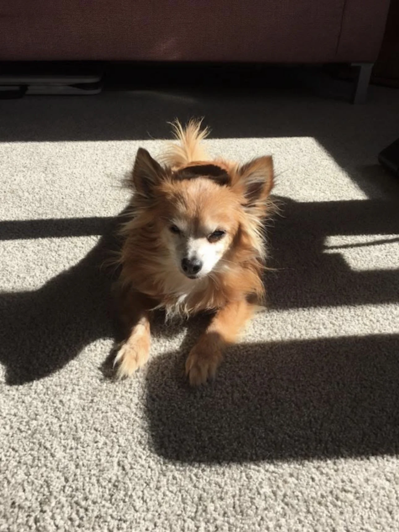 Auckland Pet Cremation