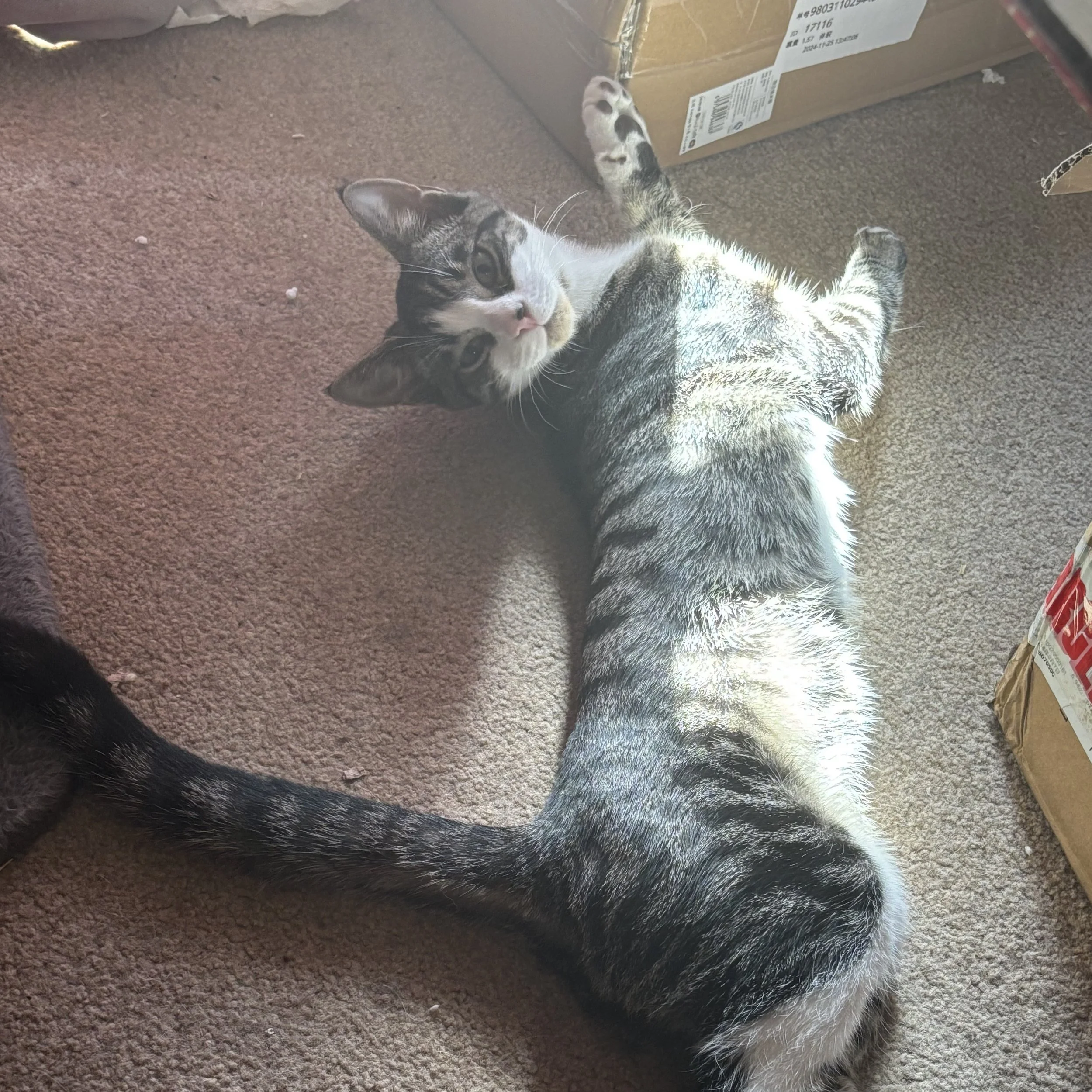 Auckland Pet Cremation