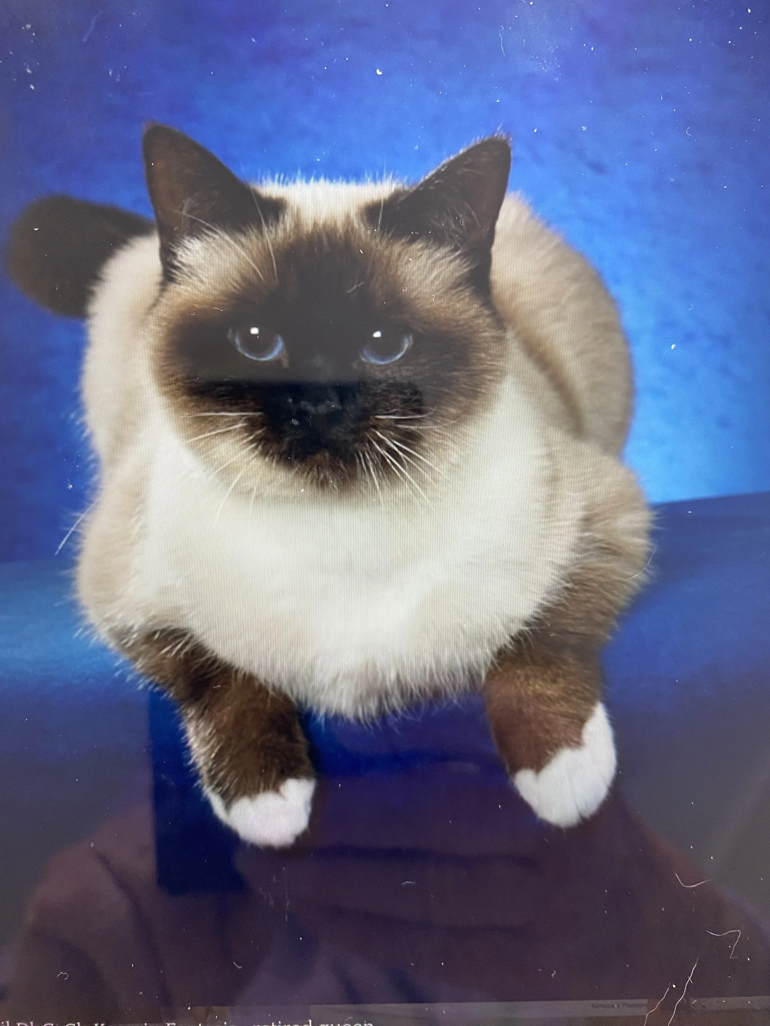 Auckland Pet Cremation