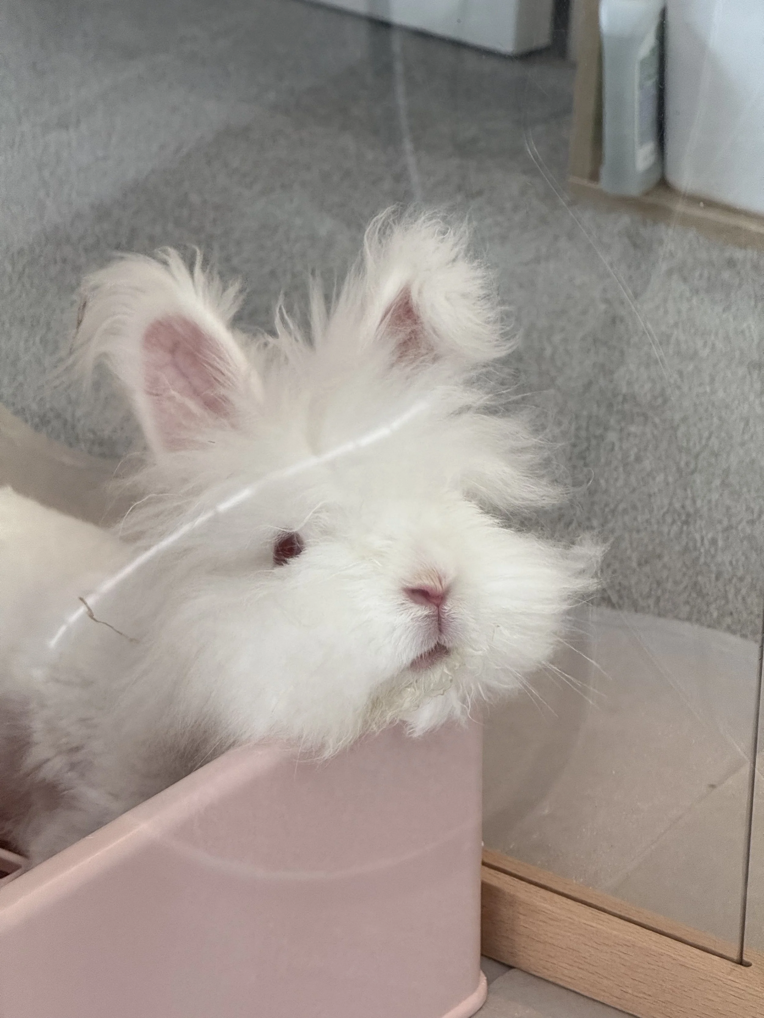 Auckland Pet Cremation