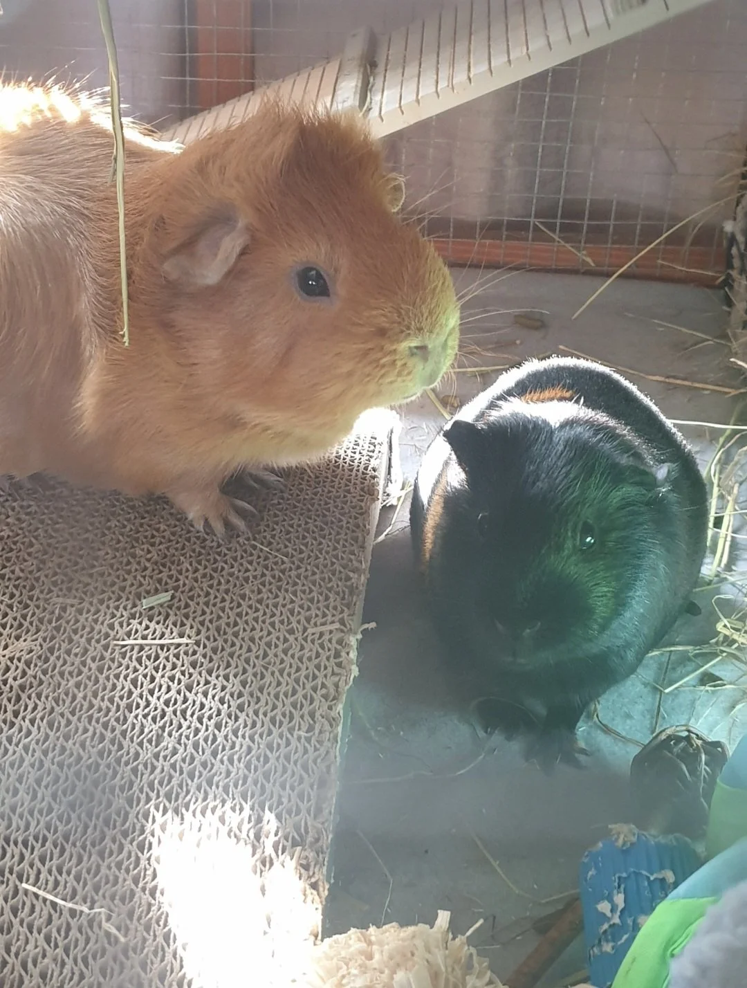 Auckland Pet Cremation