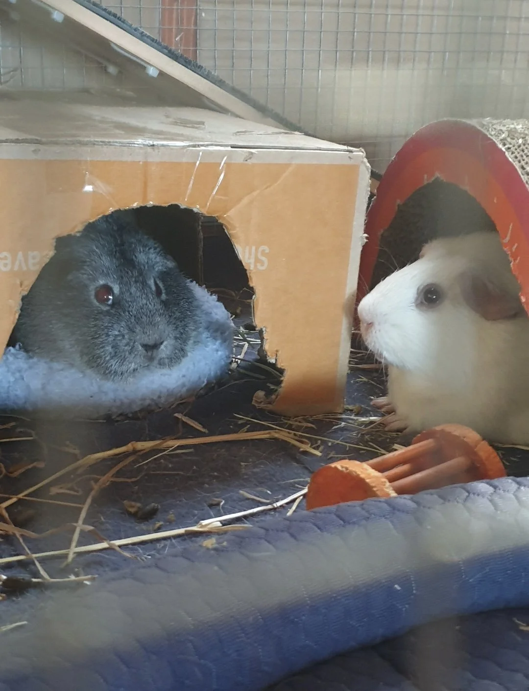 Auckland Pet Cremation