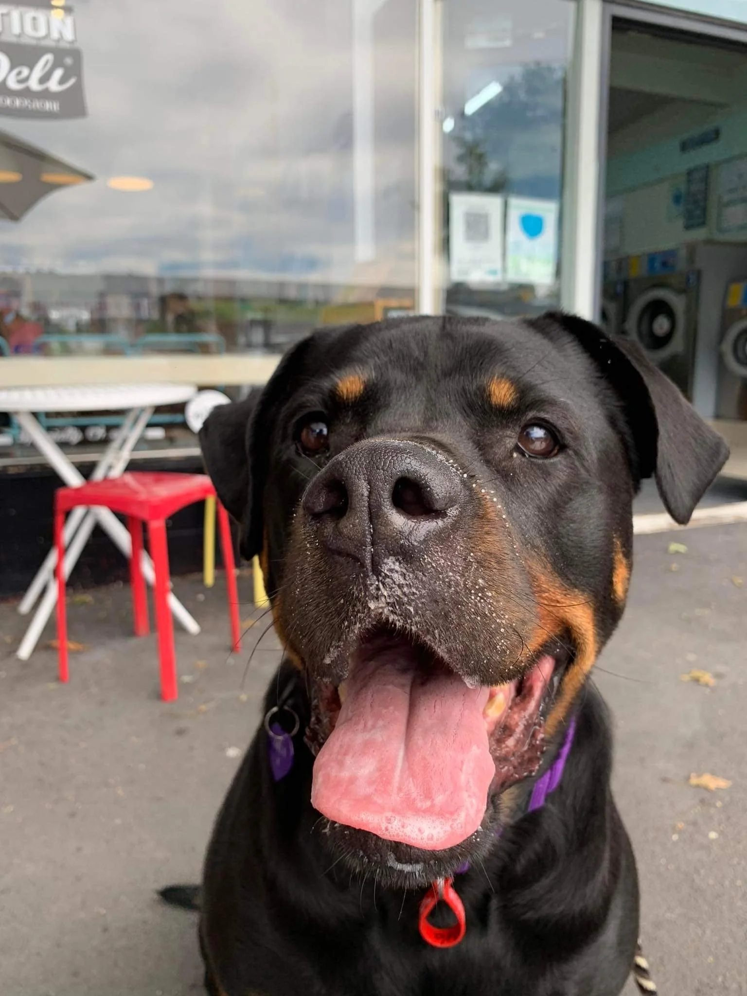 Auckland Pet Cremation