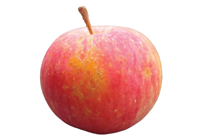 Gala apple