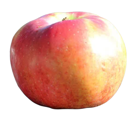 Gala apple