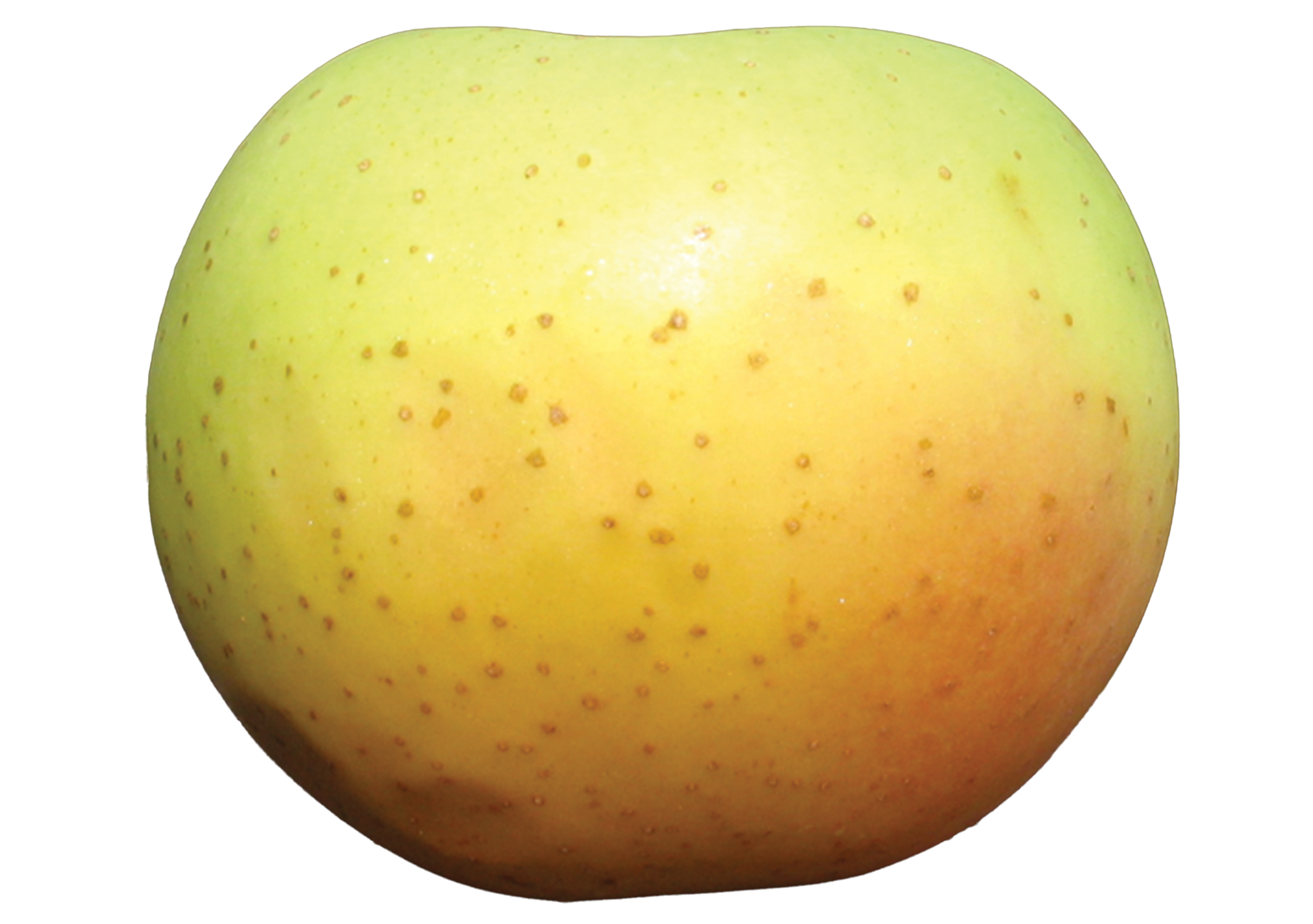 Honeygold