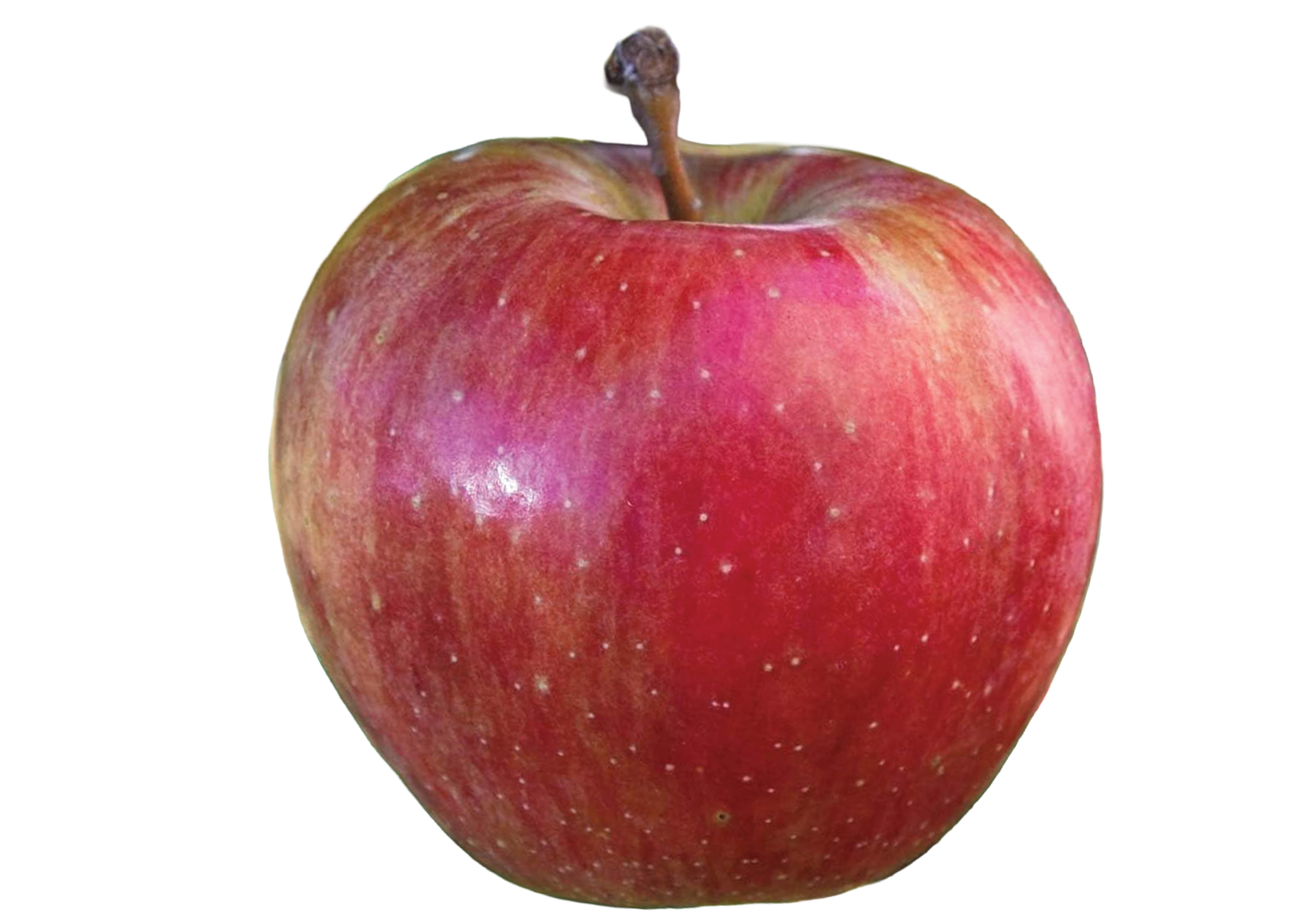 Sweet 16 and Golden Supreme apples