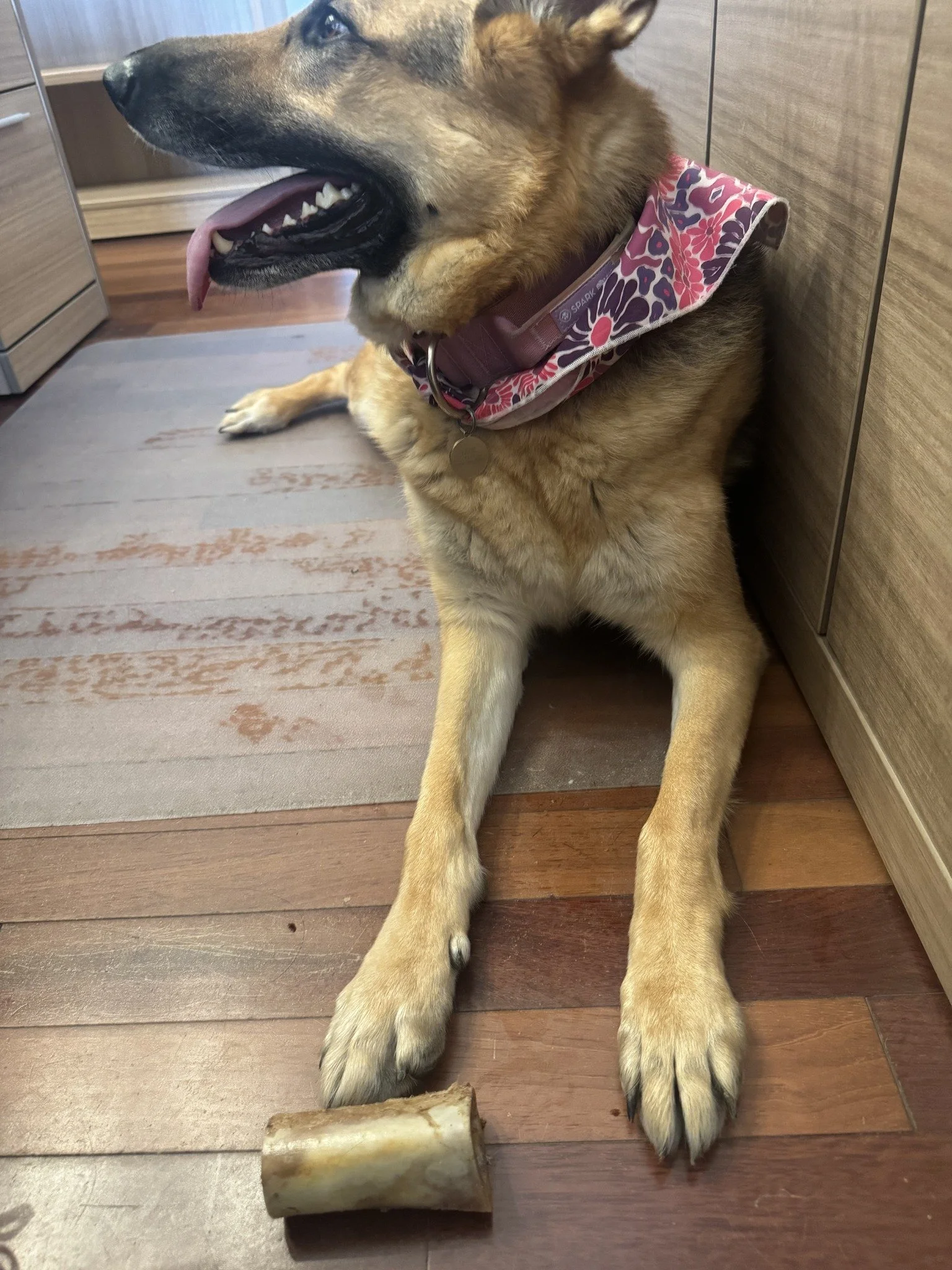 Lexie, Attorney Vallés’s German Shepherd, resting at the office