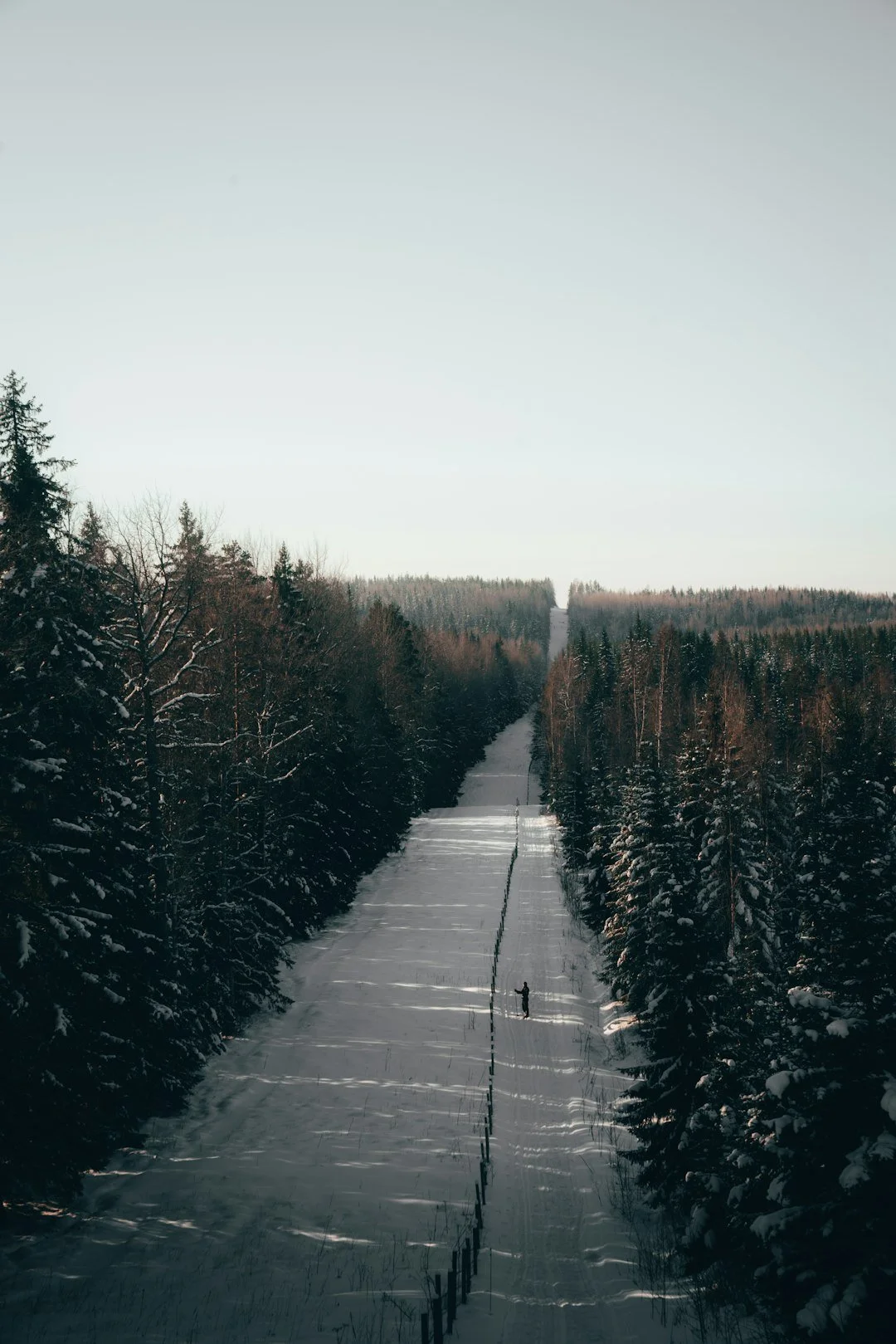 An empty straight road running through evergreen woods