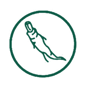 Inulin icon