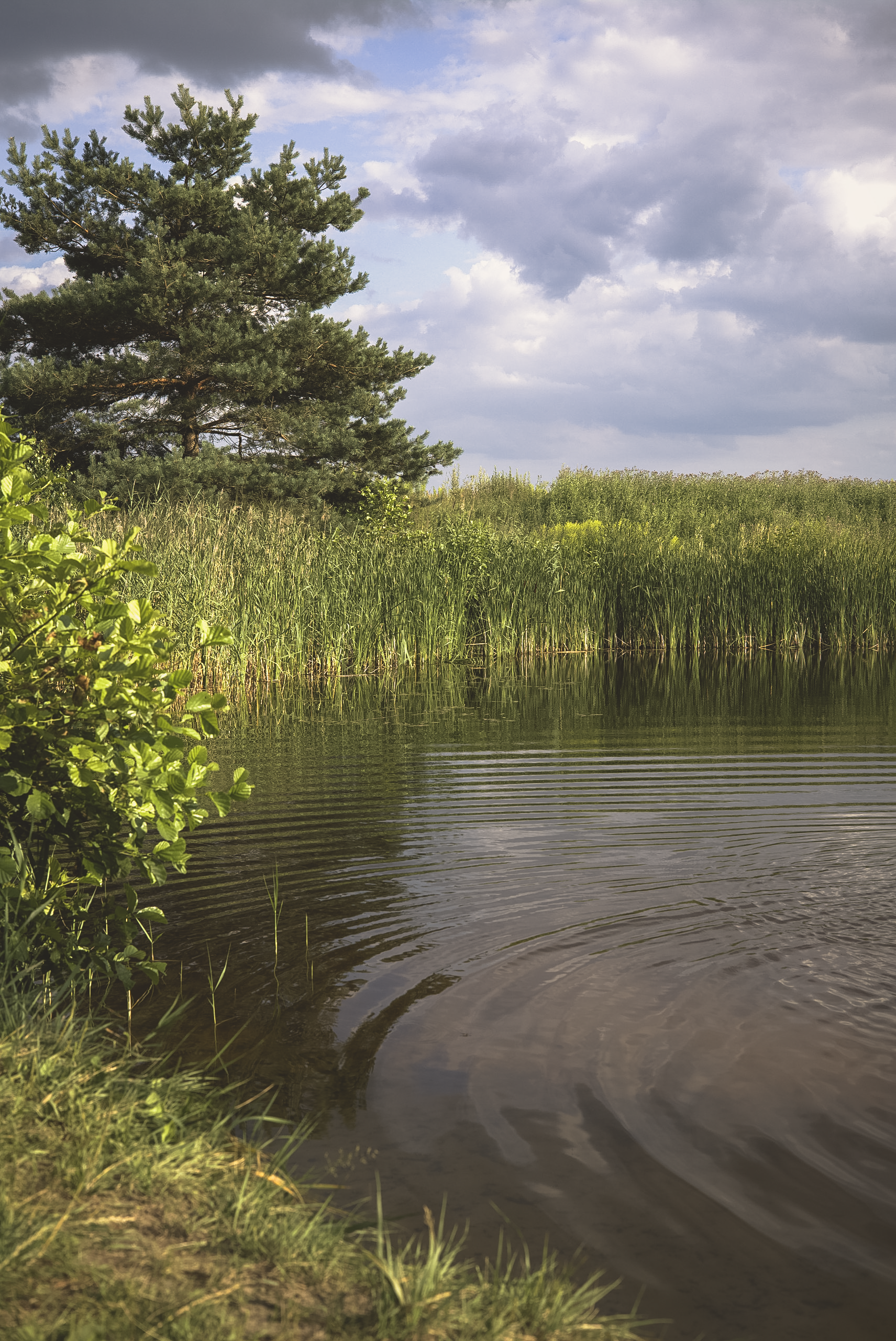 A quiet lakeshore with reeds and summer clouds