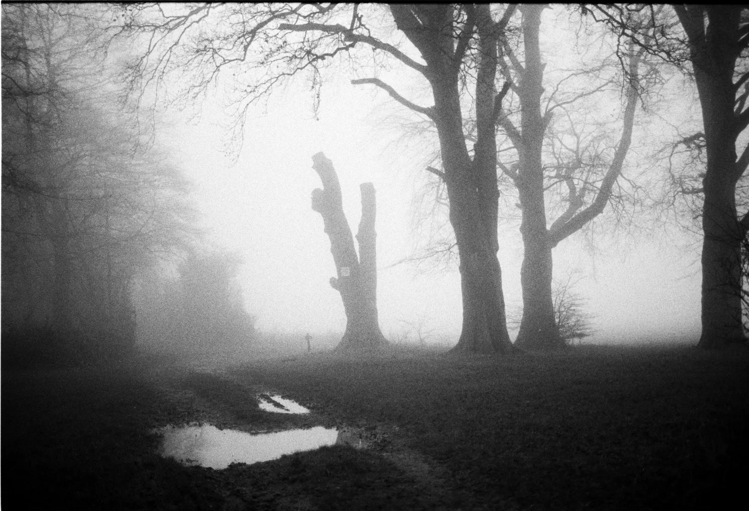 Foggy woodland scene with a gnarled, broken tree trunk among tall trees, a distant figure in the mist, and a puddle reflecting the pale sky.