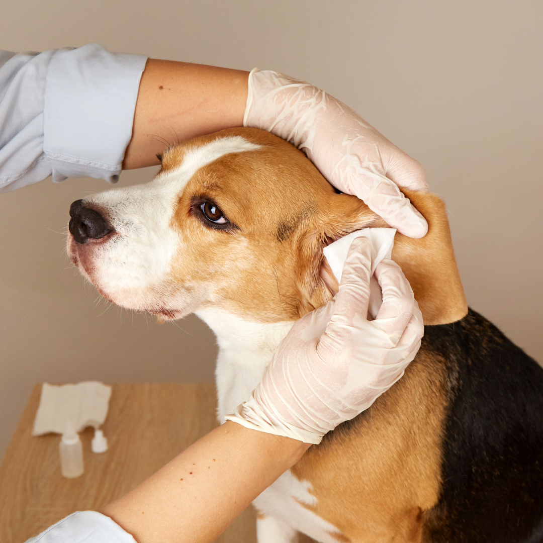 Pet ear cleaning service to prevent infections