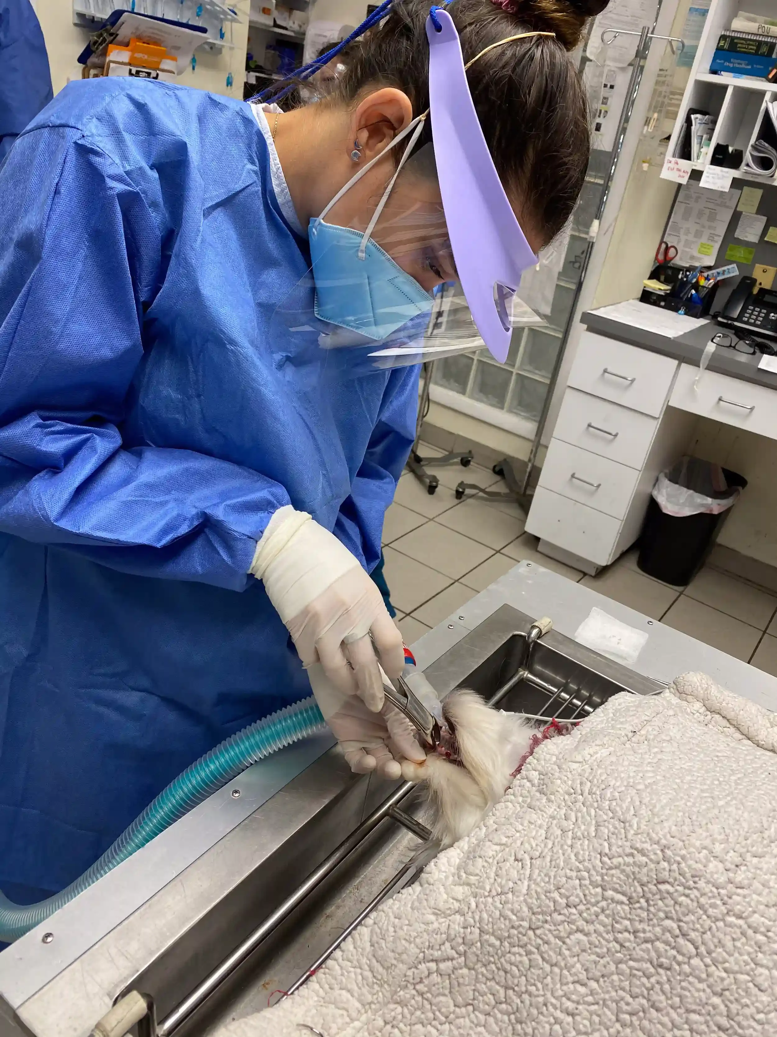 Mandy walking a dog in Miami