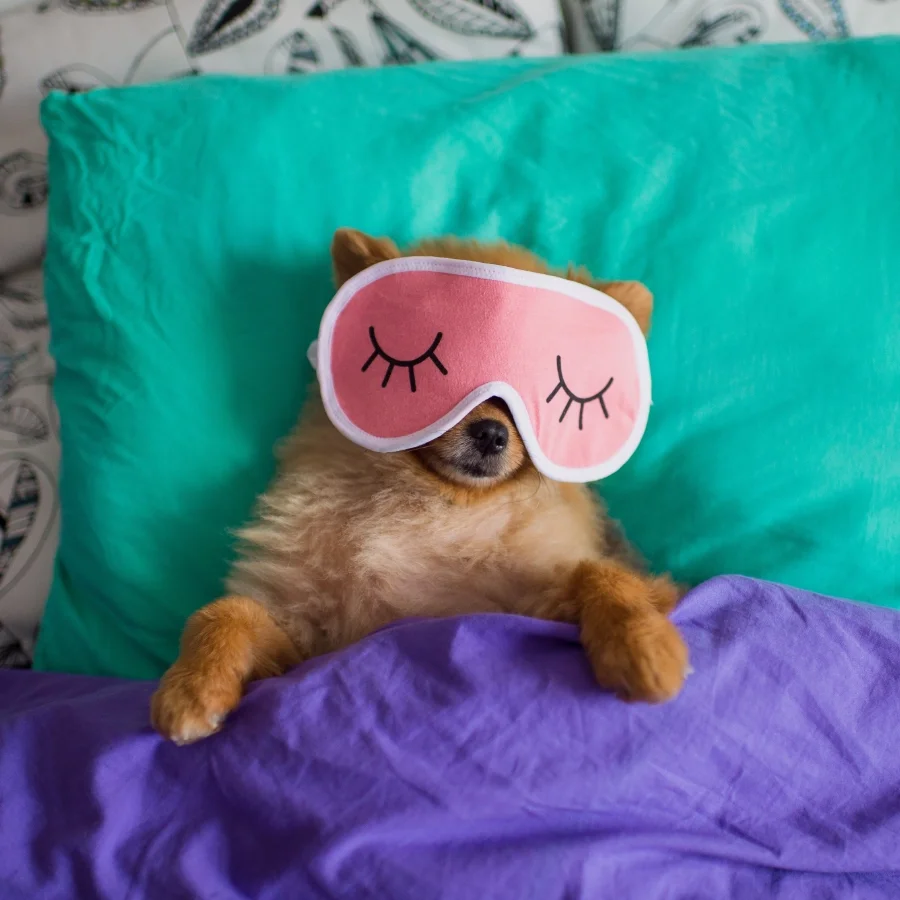 Dog boarding in Miami at a specialist’s home or in the owner’s home