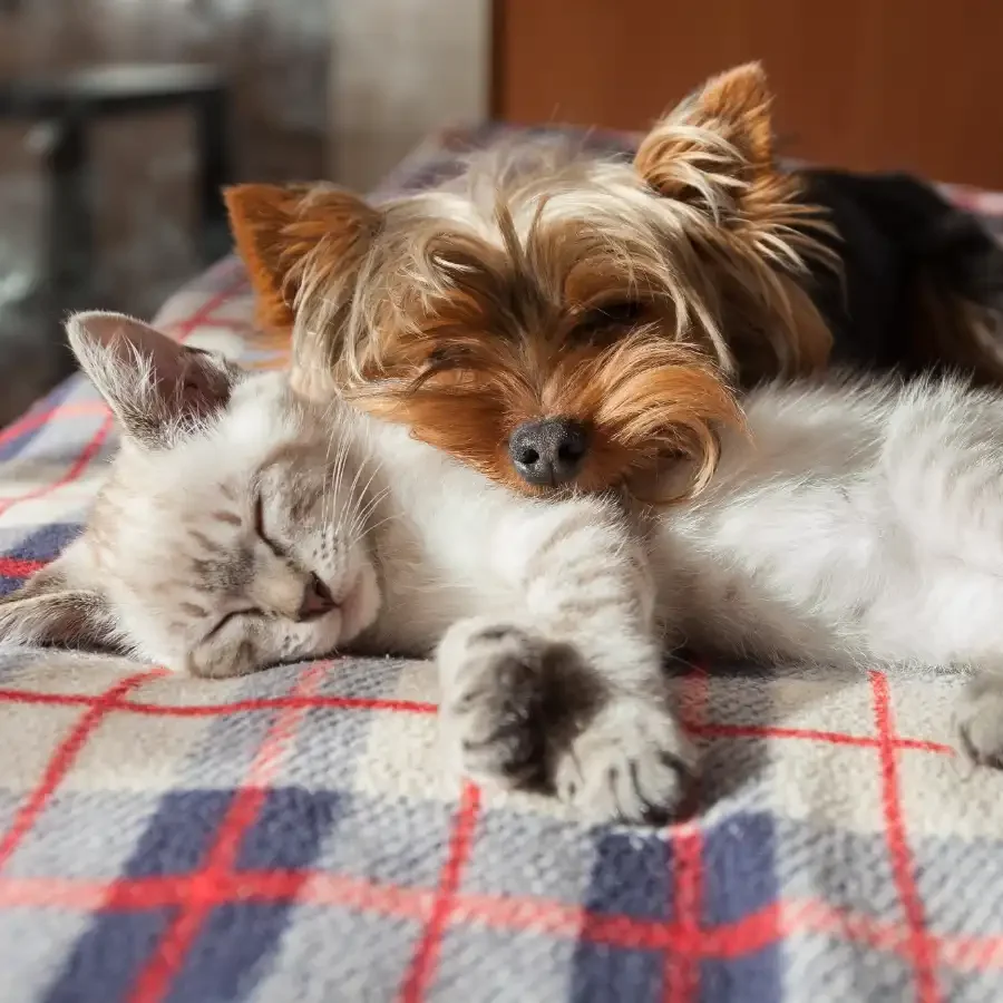 In-home pet daycare in Miami providing full-day and half-day care at the owner’s home