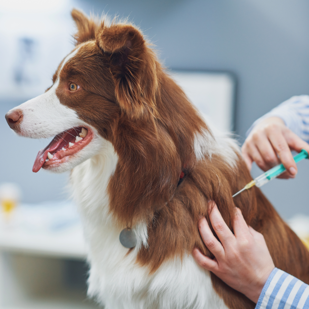 Medication and insulin administration for pets