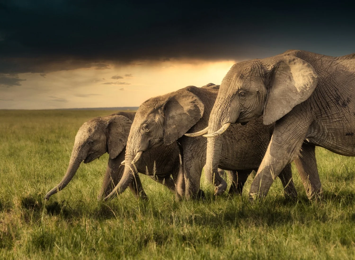 Elephants travelling through grassland