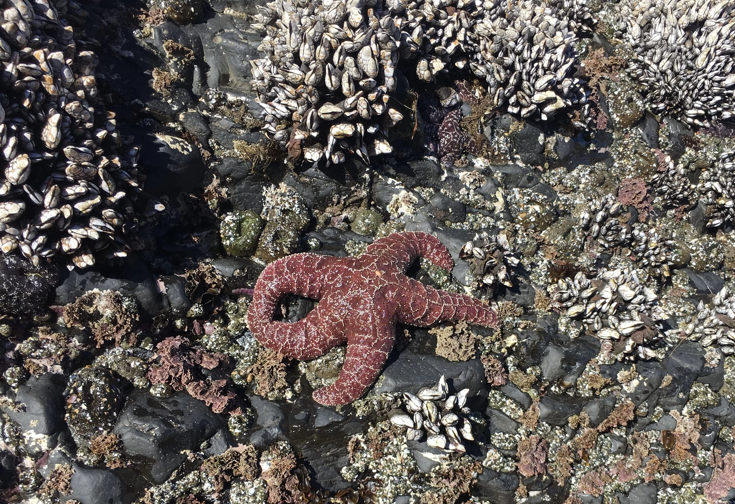 Barnacles and a starfish