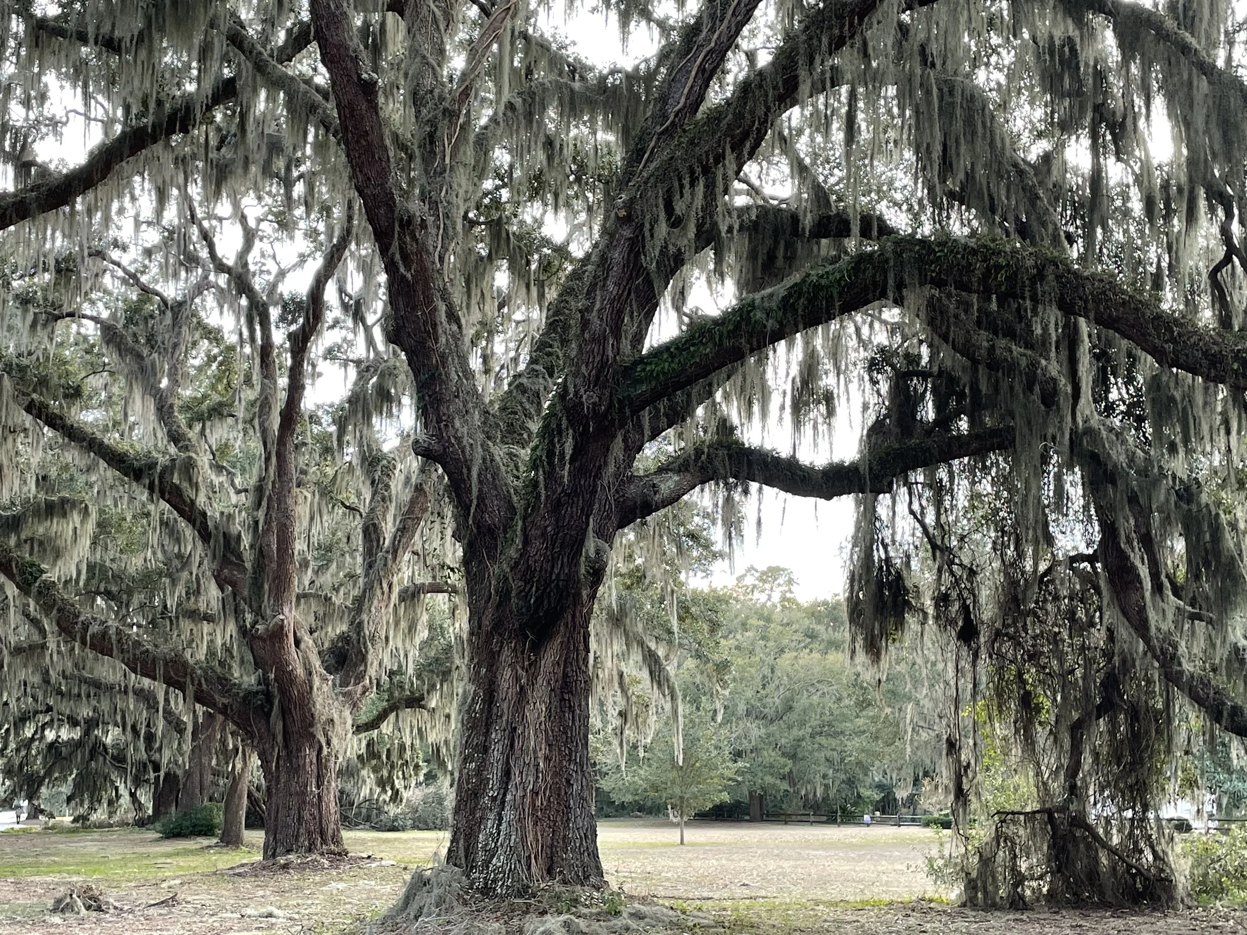 Live oaks with Spanish moss