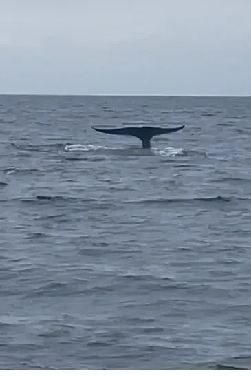 Tail of a blue whale as it dives beneath the water