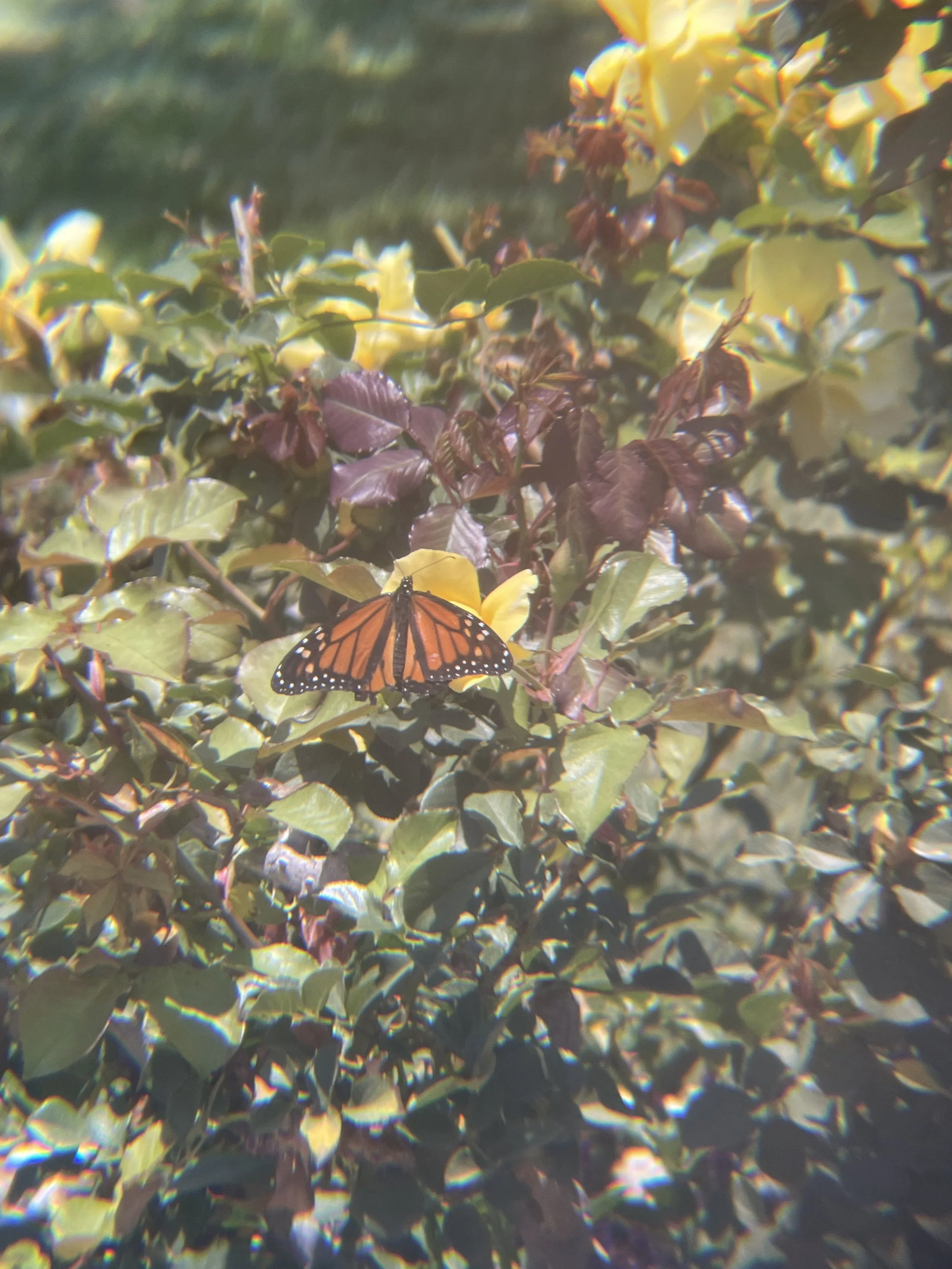 A photo of a butterfly