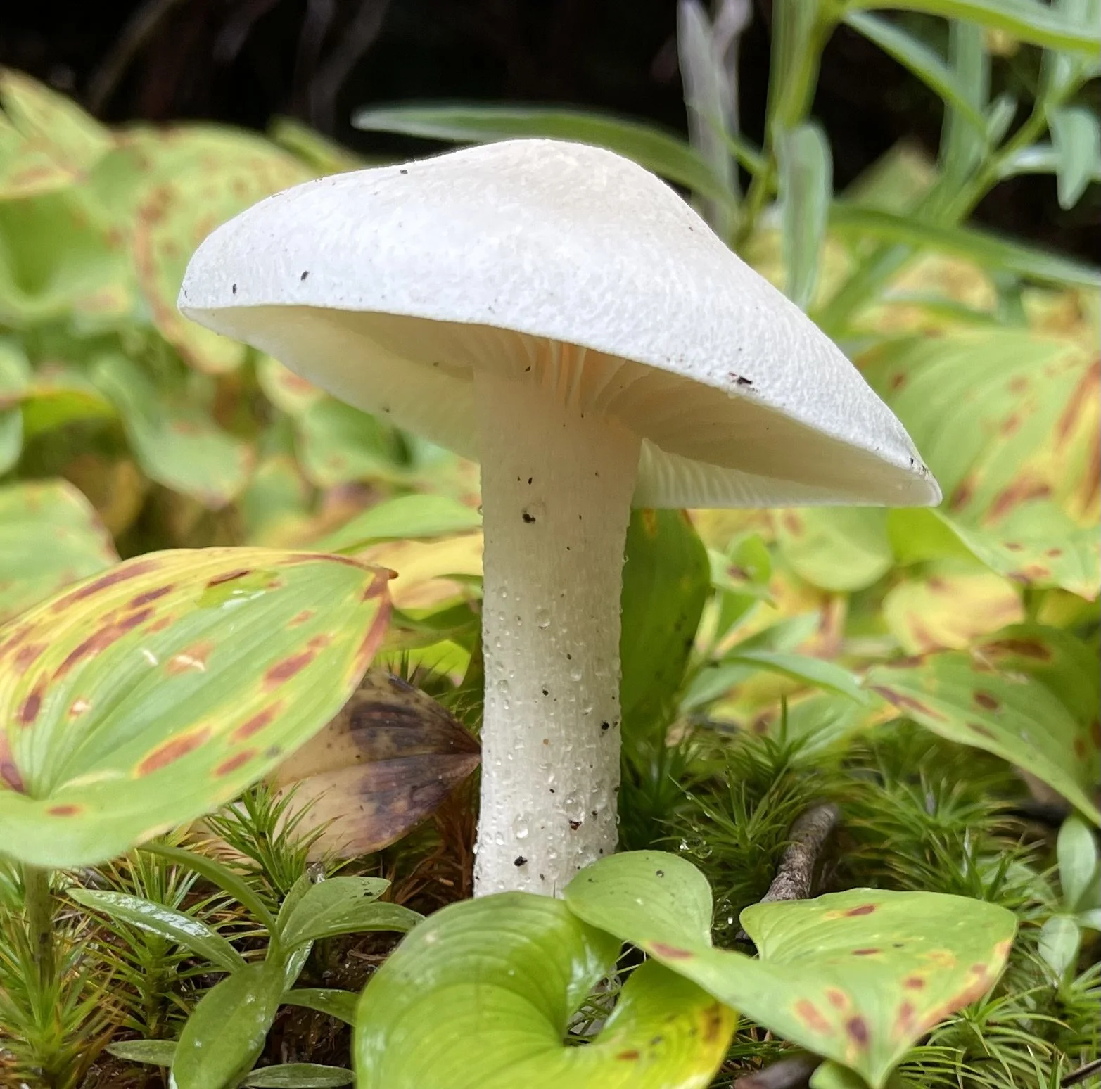 a mushroom