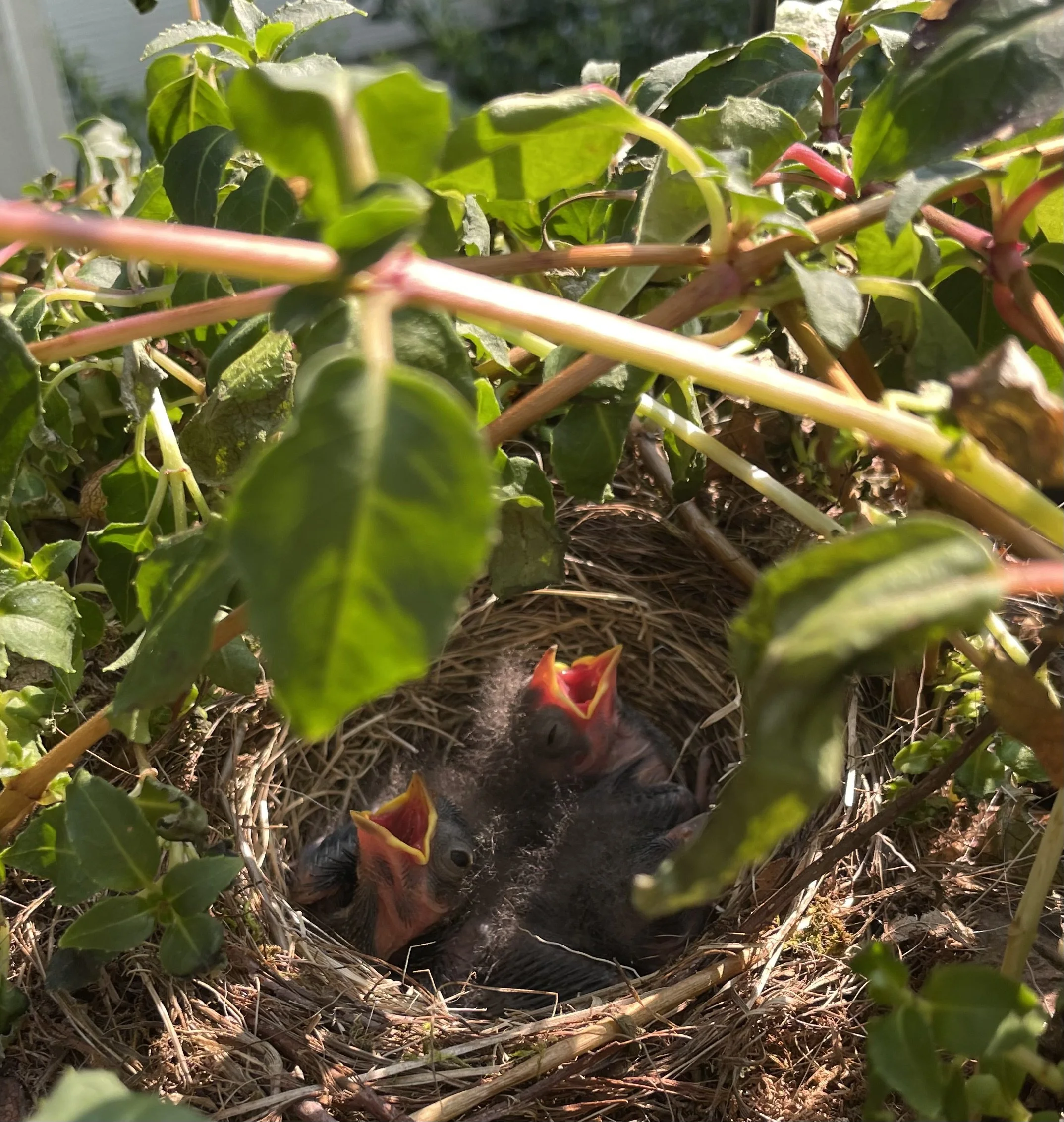 Baby birds in a nest