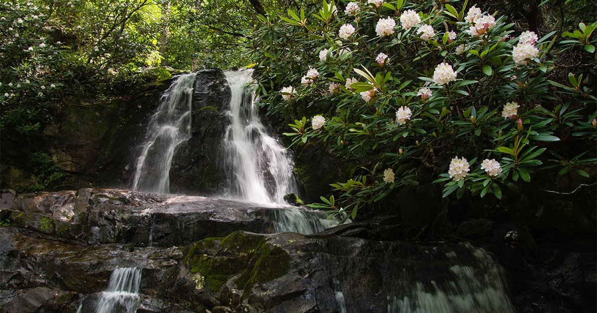 Rhododendron blooms at Laurel Falls