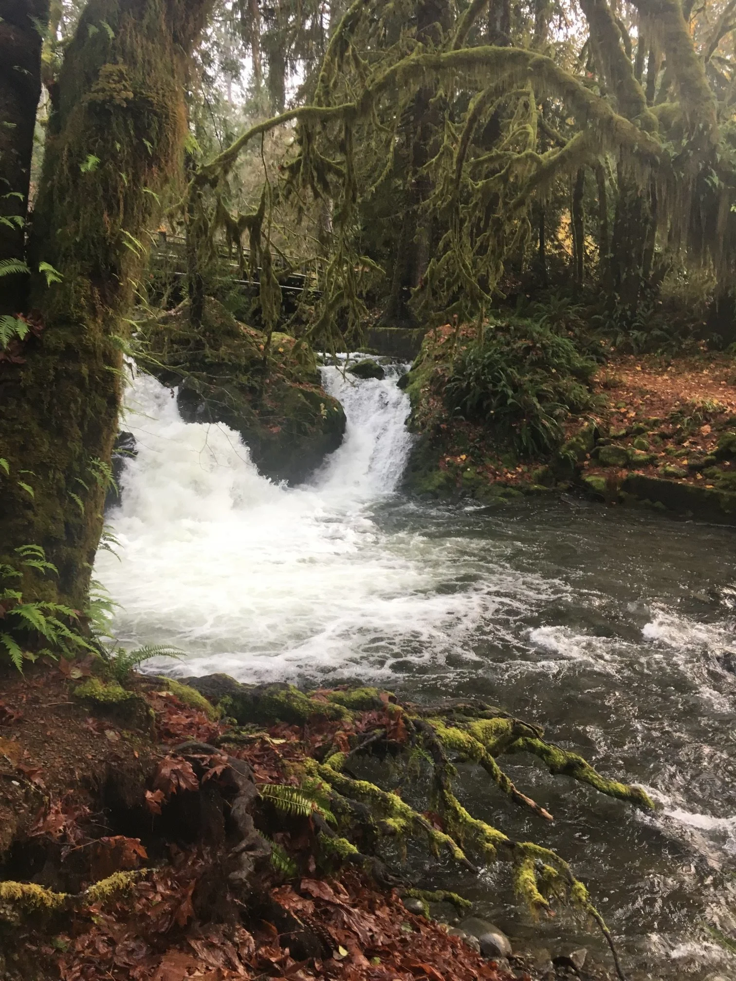 Rainforest waterfall