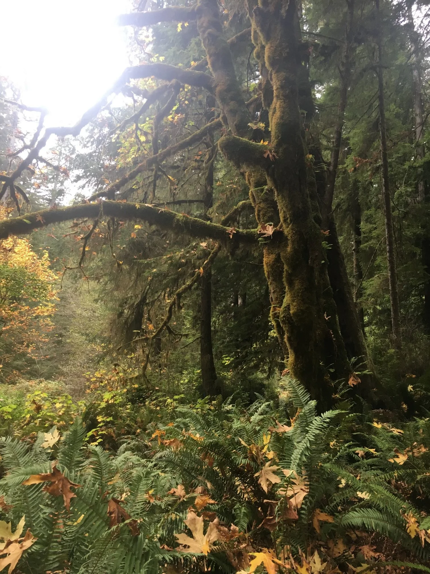 Moss-draped ancient trees