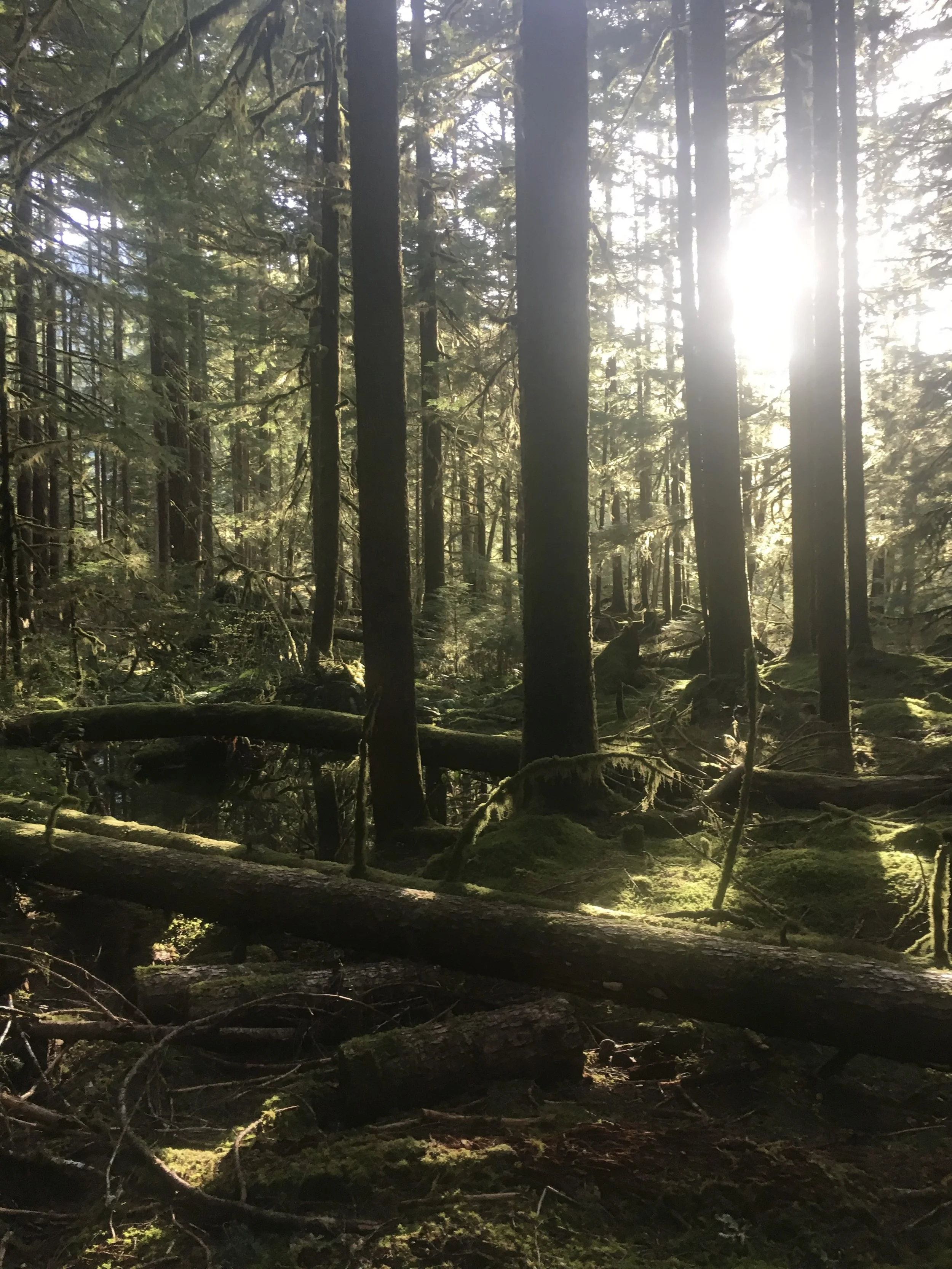 Forest sunlight