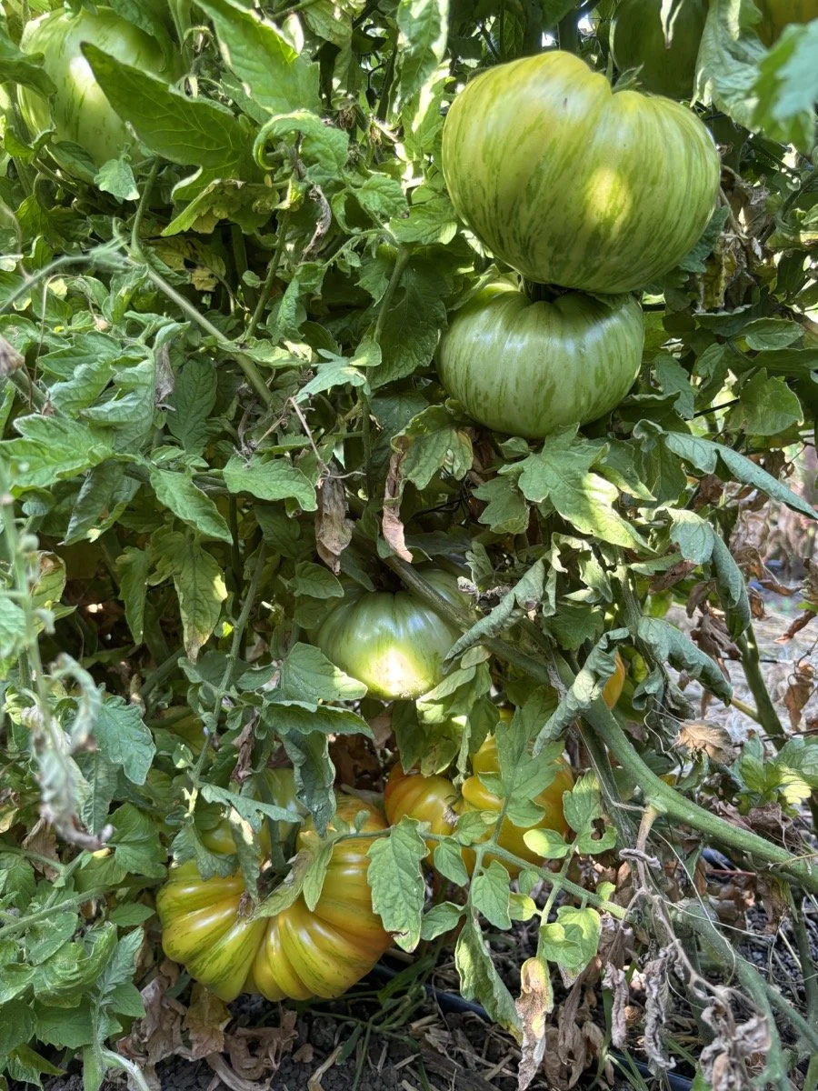 Heirloom tomatoes on the vine at Farmboy Organics