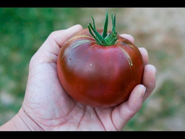 Mixed heirloom tomato case from Full Belly Farm, August 2025