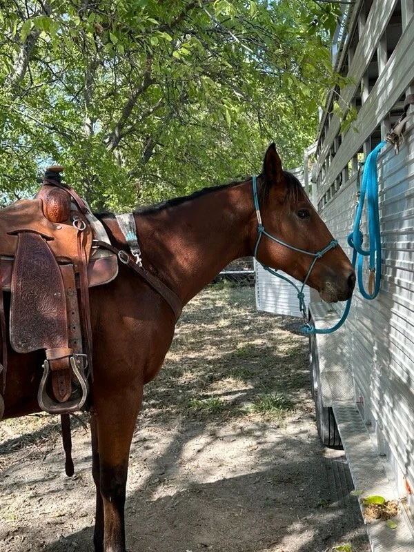 Reba later in her recovery at Divine Path Ranch