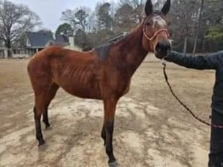 Reba before arriving at Divine Path Ranch