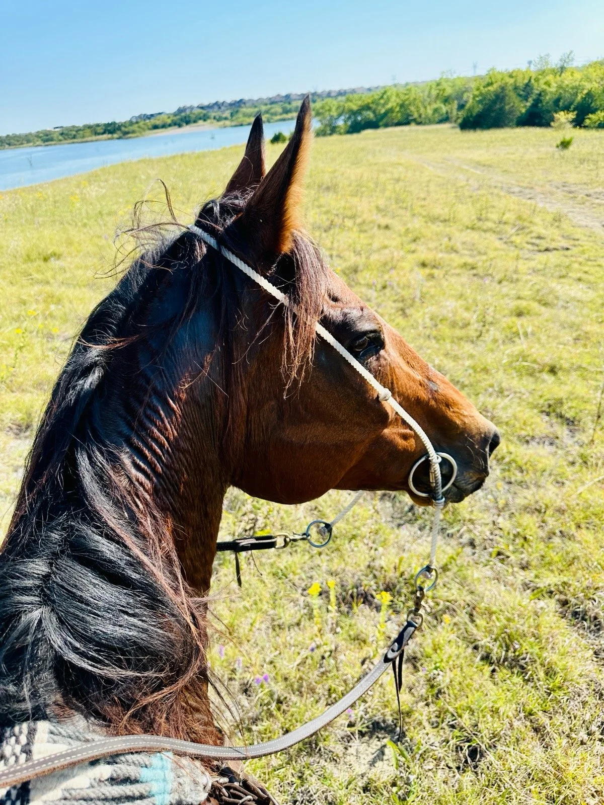 Reba after arriving at Divine Path Ranch